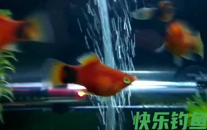 月光鱼怀孕多久生小鱼