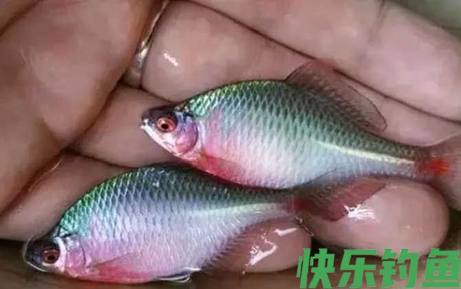 鳑鲏怎么养发色快