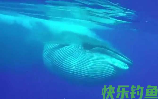 鲸鱼死后为什么会爆炸