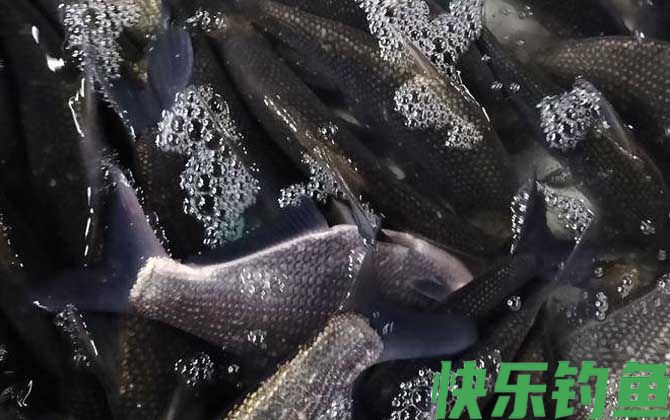武昌鱼吃什么食物