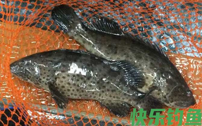 石斑鱼是保护动物吗