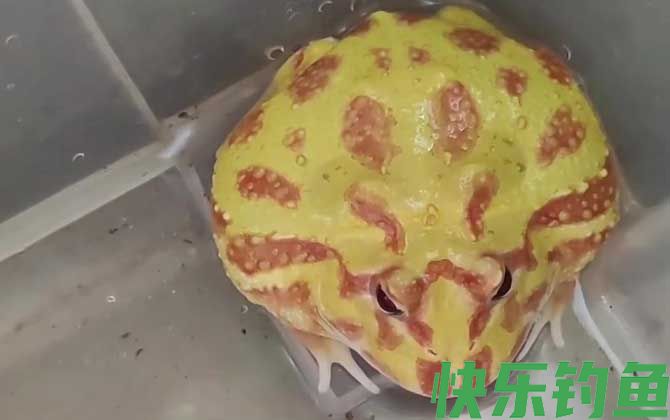 黄金角蛙价格多少钱一只