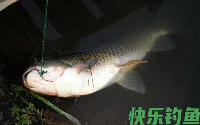鱼有鼻子吗