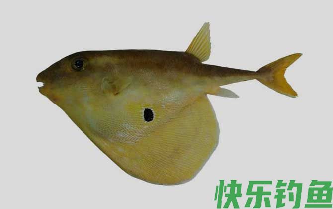 三齿鲀是什么鱼