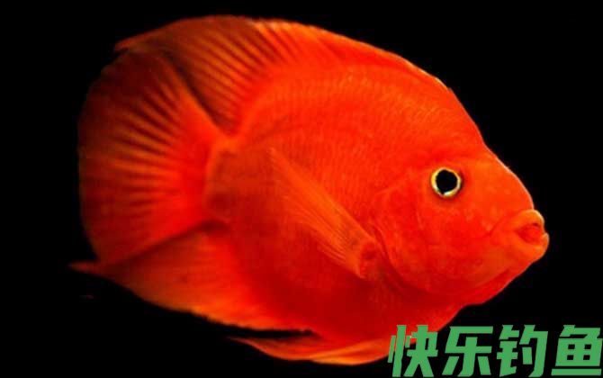 血鹦鹉怎么养才好