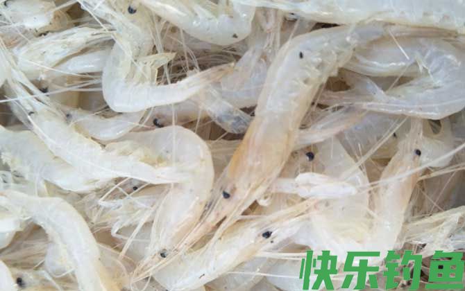 白虾和白对虾是一种虾吗