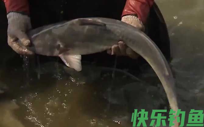 长吻鮠是淡水鱼吗