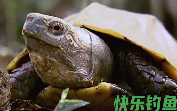 锯缘龟是什么龟