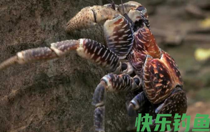 椰子蟹是螃蟹吗
