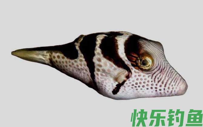 横带扁背鲀是什么鱼