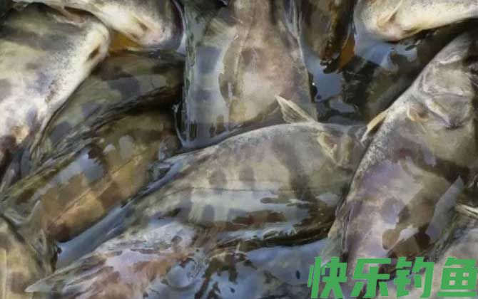 鳜鱼养殖技术及病害防治