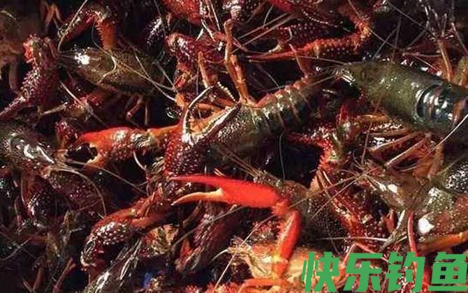 一斤小龙虾大概有多少只