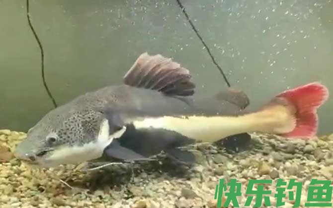 招财猫鱼可以冷水养吗