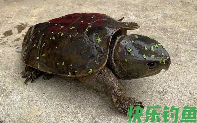 乌龟的生活习性及特点
