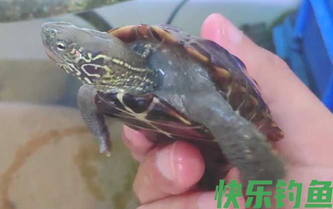 乌龟烂甲病怎么治疗