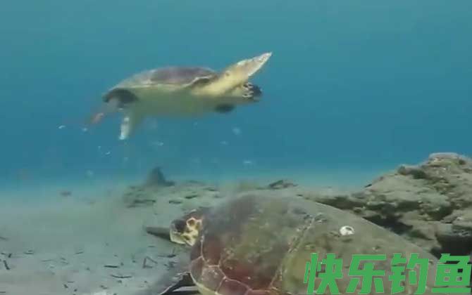 海龟的最大寿命有多长