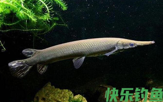 鳄雀鳝是什么鱼