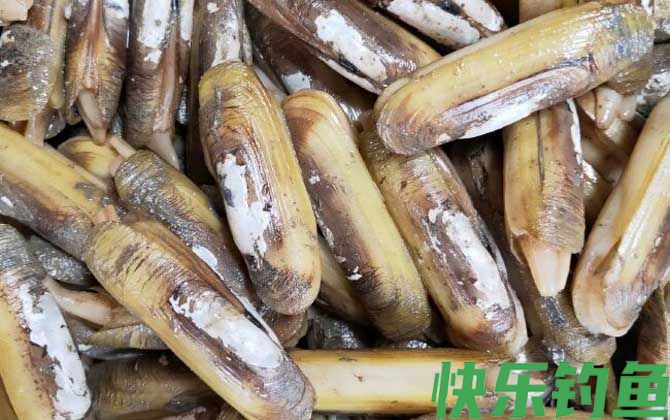 蛏子为什么撒盐就出来