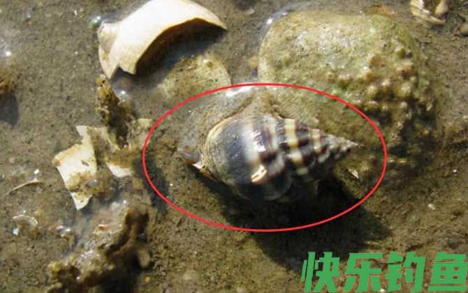 乌螺是什么螺