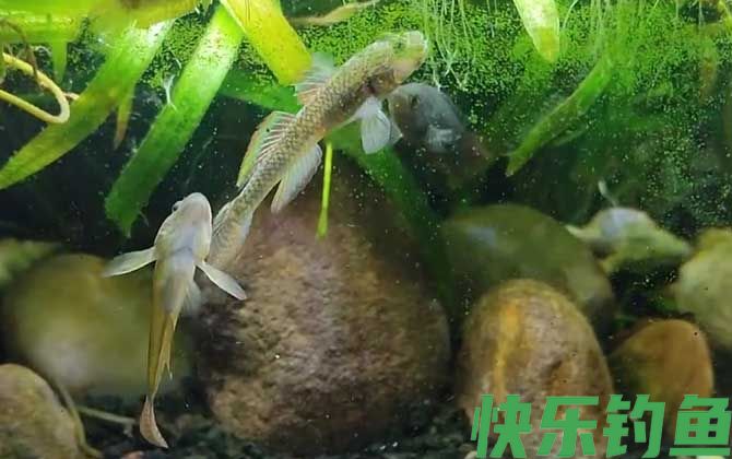 虾虎鱼吃什么食物