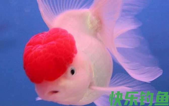 鹤顶红金鱼是什么鱼