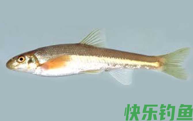 鳤鱼是什么鱼