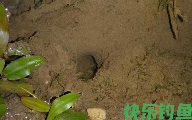 钓黄鳝