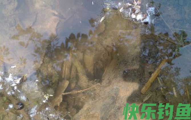 钓黄鳝