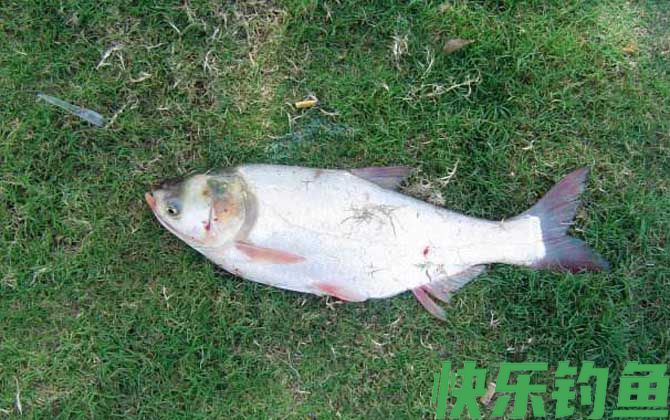 钓鲢鱼