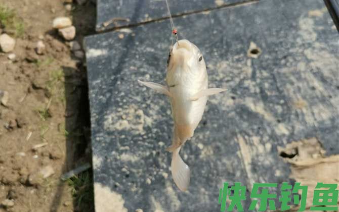 钓鲫鱼