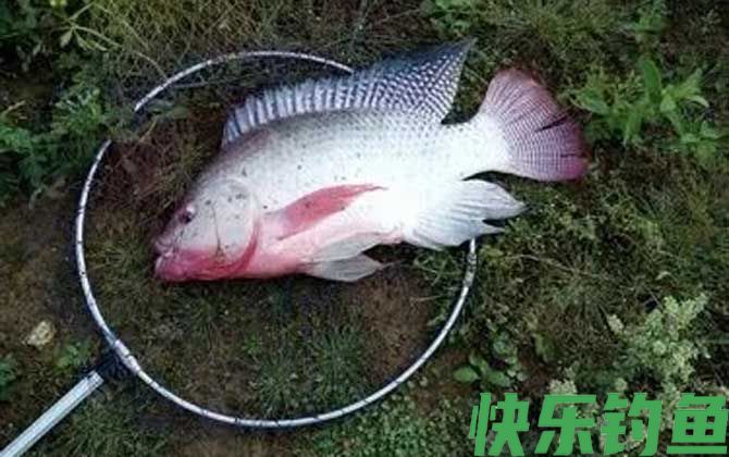 黑坑钓罗非鱼