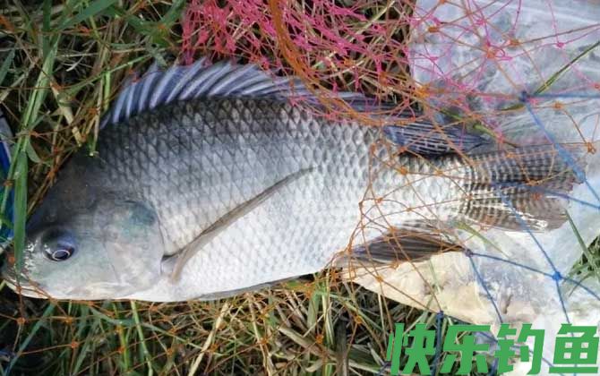 黑坑钓罗非鱼