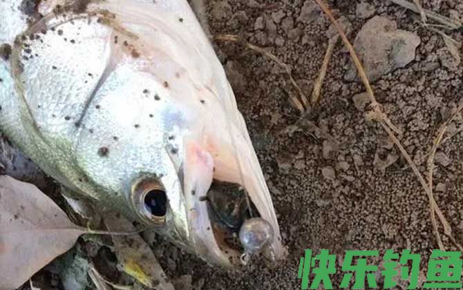 铅头钩钓鱼
