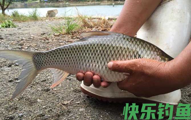 钓鲮鱼