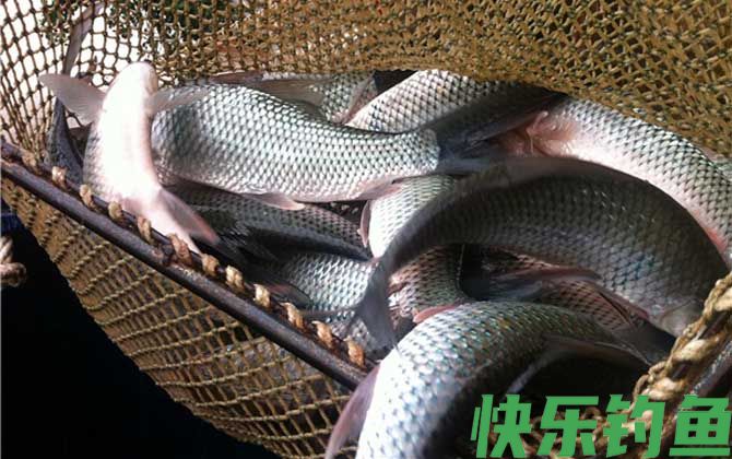 钓鲮鱼