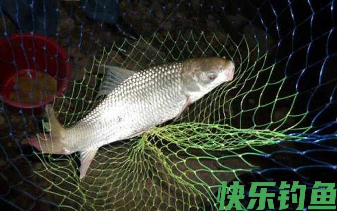 钓鲮鱼