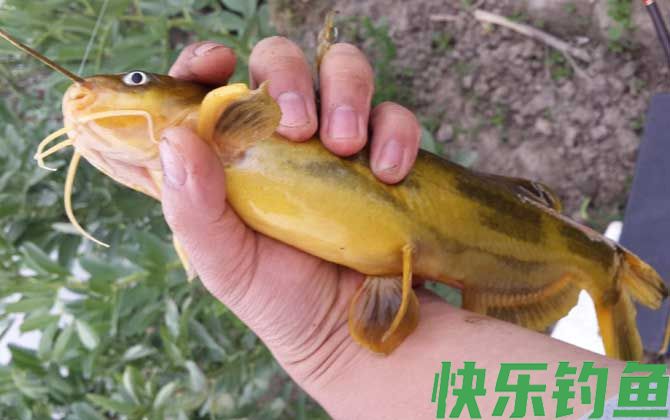 昂刺鱼