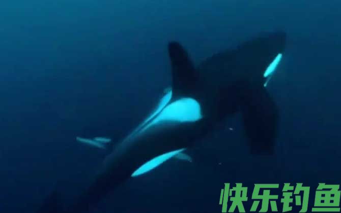 虎鲸