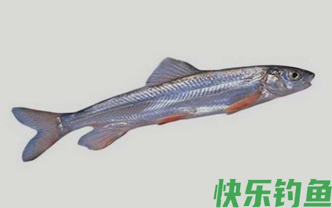 骨唇黄河鱼