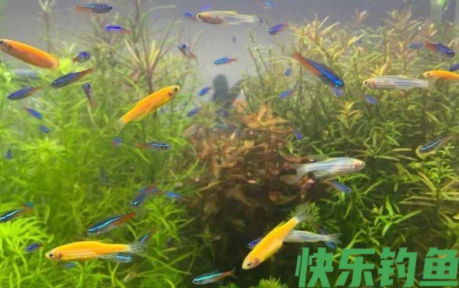斑马鱼