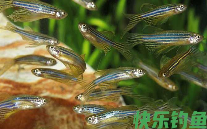 斑马鱼