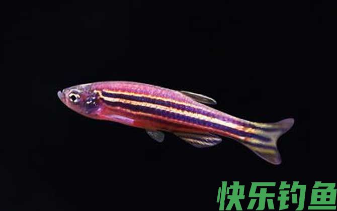 斑马鱼