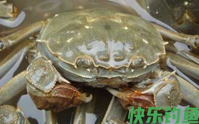 螃蟹