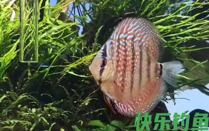 七彩神仙鱼