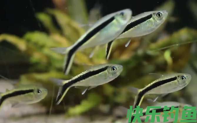 黑白线鱼