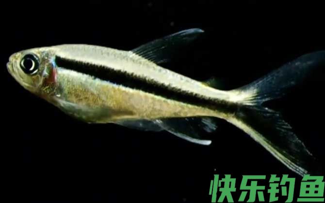 黑白线鱼