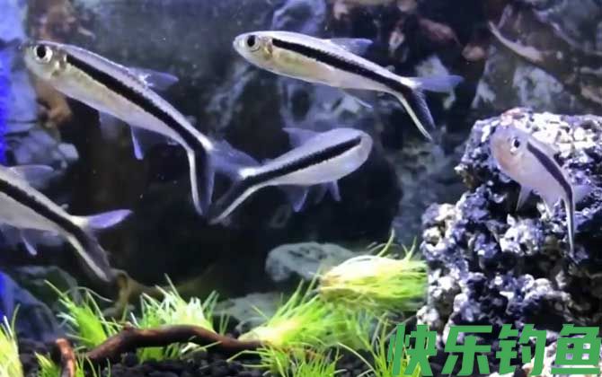 黑白线鱼