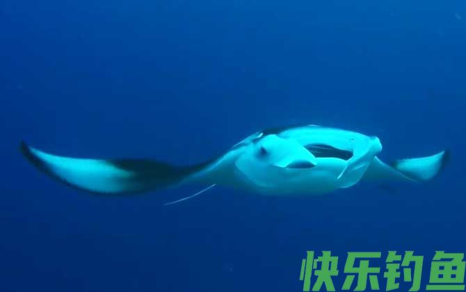 蝠鲼