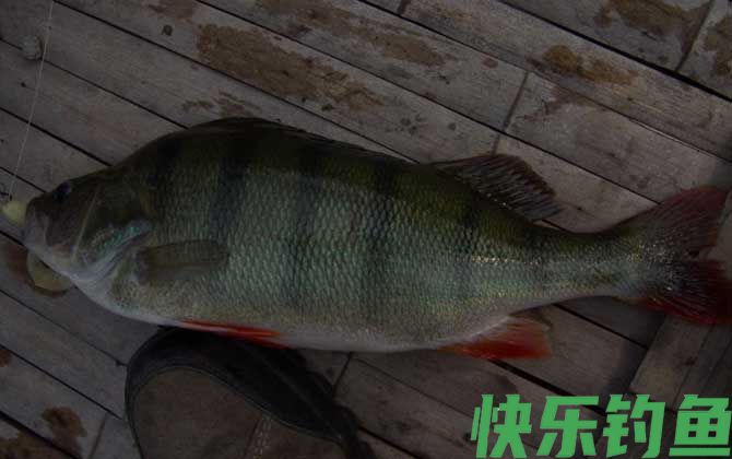 河鲈