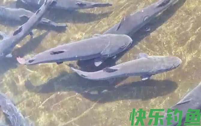 哲罗鲑